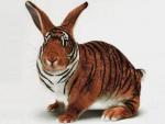 Browder's Avatar